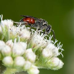 Sphecodes heraclei heraclei