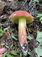 Boletus roodyi