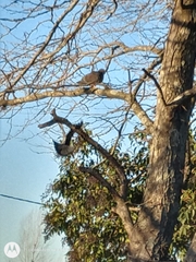 Patagioenas picazuro