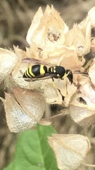 Ancistrocerus