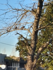 Patagioenas picazuro