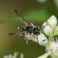 Parancistrocerus pensylvanicus