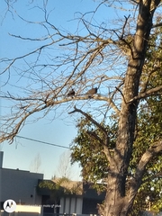 Patagioenas picazuro