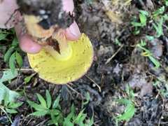 Boletus roodyi