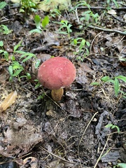 Boletus roodyi