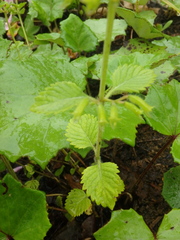 Clinopodium grandiflorum