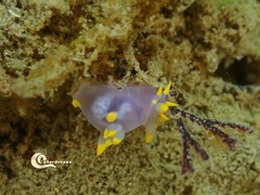 Polycera kernowensis