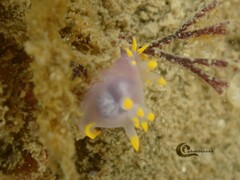 Polycera kernowensis