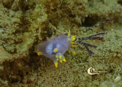 Polycera kernowensis