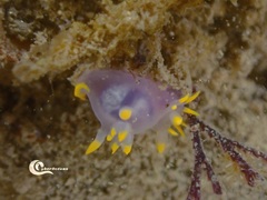 Polycera kernowensis