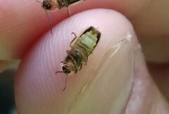 Photinus curtatus
