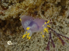 Polycera kernowensis