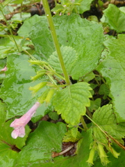 Clinopodium grandiflorum