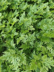 Selaginella willdenowii