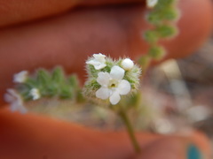 Cryptantha ambigua
