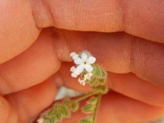 Cryptantha ambigua