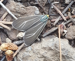 Ctenucha cressonana