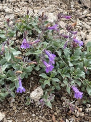 Penstemon harbourii