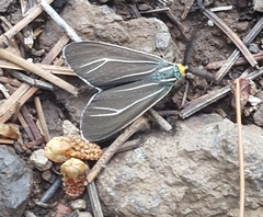 Ctenucha cressonana