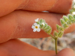 Cryptantha ambigua