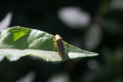 Aulacizes conspersa