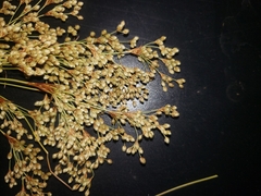 Scirpus pedicellatus