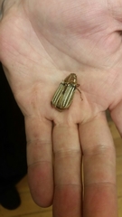 Polyphylla decemlineata