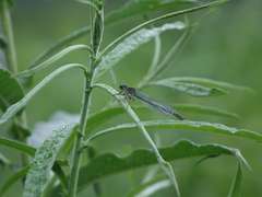 Erythromma najas najas
