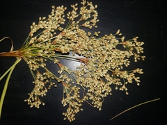 Scirpus pedicellatus
