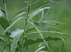 Erythromma najas najas