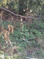 Solanum viarum
