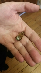 Polyphylla decemlineata