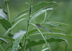 Erythromma najas najas