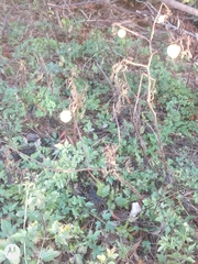 Solanum viarum