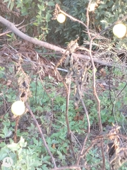 Solanum viarum