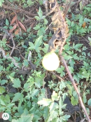 Solanum viarum