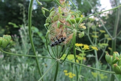 Chlorophorus herbstii