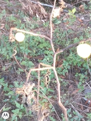 Solanum viarum