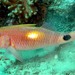 Parupeneus indicus - Photo (c) FishWise Professional,  זכויות יוצרים חלקיות (CC BY-NC-SA)