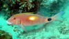 Yellowspot Goatfish - Photo (c) FishWise Professional, some rights reserved (CC BY-NC-SA)