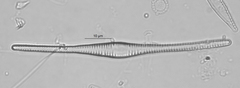 Fragilaria