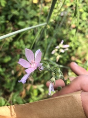 Sidalcea campestris