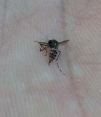Aedes taeniorhynchus
