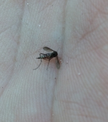 Aedes taeniorhynchus