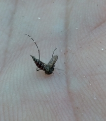 Aedes taeniorhynchus