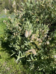 Salix orestera