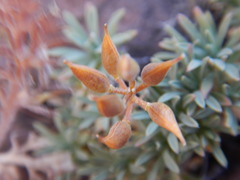 Cusickiella douglasii