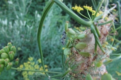 Chlorophorus herbstii