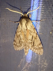 Lapara coniferarum