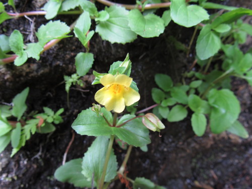 Erythranthe glabrata (Erythranthe glabrata)